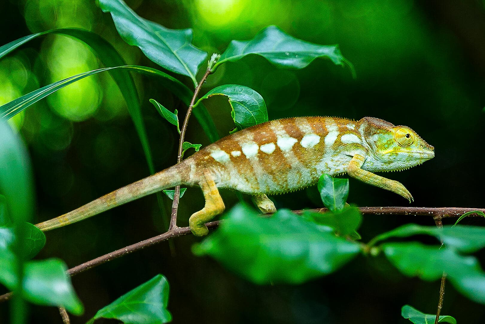 Madagascar & South Africa 