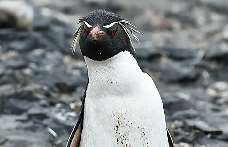 13 Mar 28 - The Neck, Saunders Island