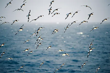 2 Mar 27 > 3 Mar 27 - Crossing the Drake Passage