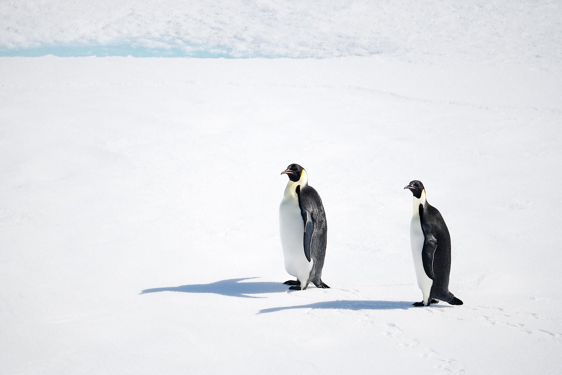 N°0229_O220122_Larsen-B©StudioPONANT-Morgane Monneret.jpg