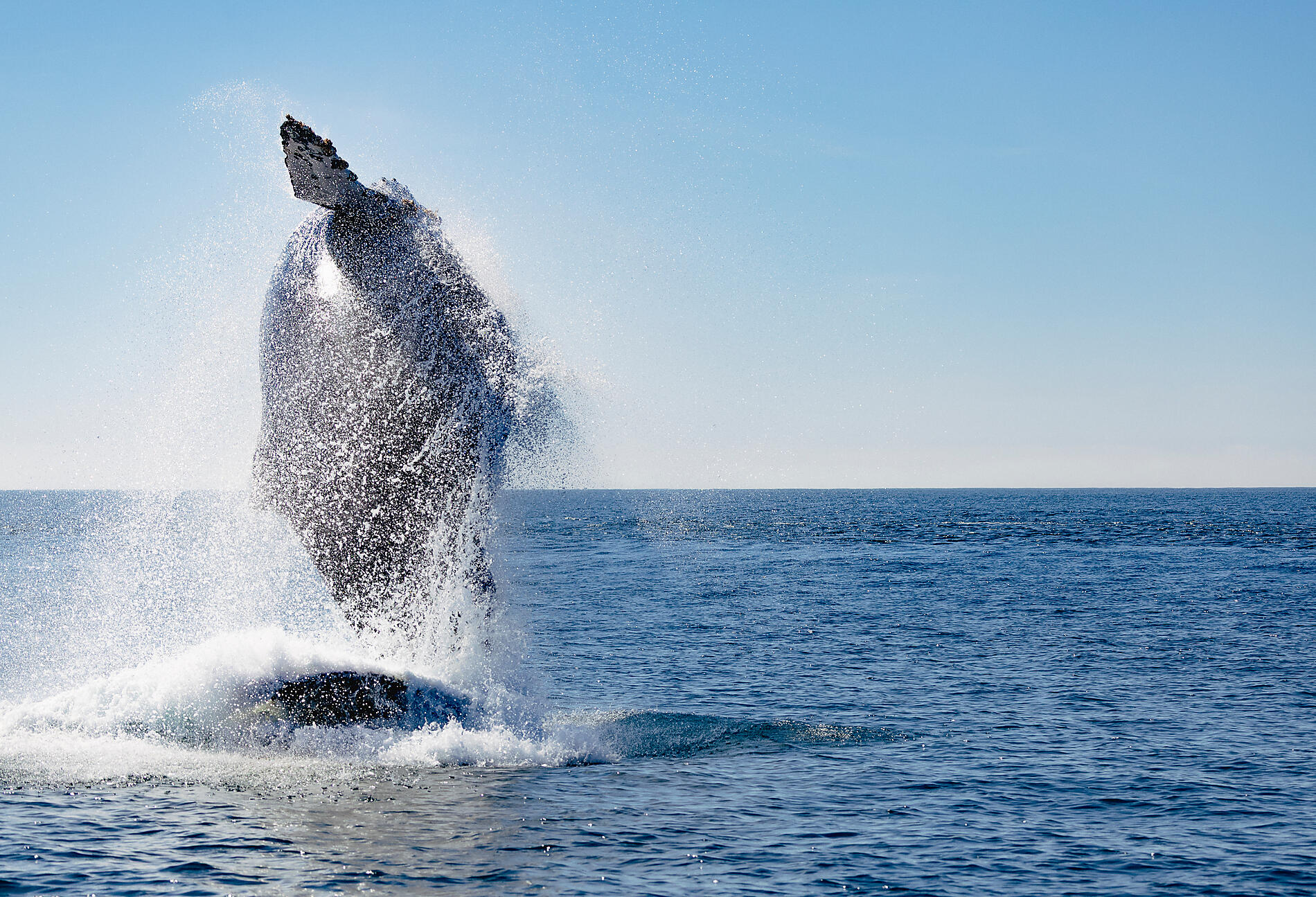 0O5A0153_bahia_magdalena_baleine_bosse_reperage_baja_california_©PONANT-Julien Fabro.jpg